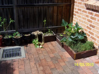 Courtyard veggies