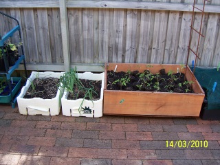 Veggies in containers