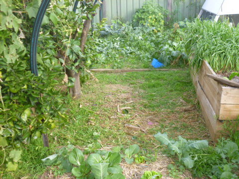 The area to be sheet mulched