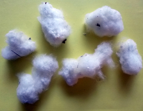 Cotton bolls harvested from our plants