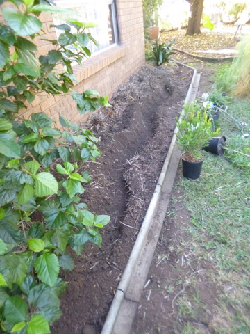 The bed widened and the ditch for buried pipe irrigation dug