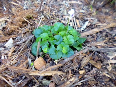 Native violet, ground cover to be