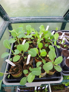 Seedlings sown 5 weeks ago, potted on 3 weeks ago, ready for planting