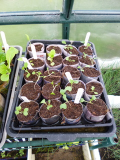 Seedlings sown 3 weeks ago; potted on a week ago