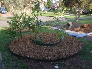 The Circle with Trees Planted (Pre-currants and chook)
