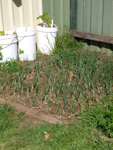 Onions take quite a while to grow 