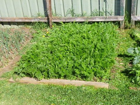 A years worth of carrots in one patch