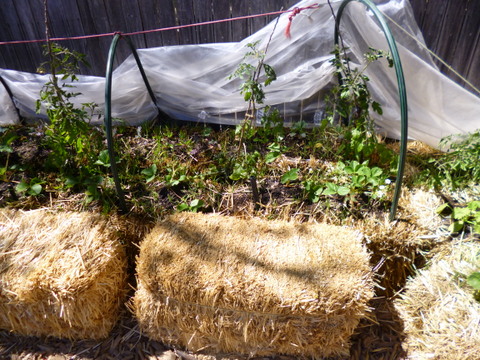 More Straw Bale veggie beds