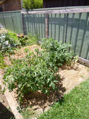 Two tomato cages 