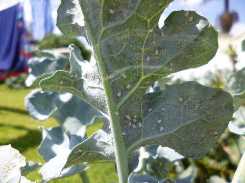 Whitefly on the underside of a broccoli leaf