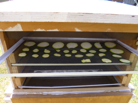 Zucchini chips in the drying chamber