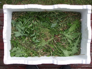 The same box with grass clippings and weeds