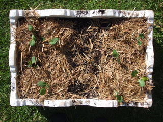 Planted out with mini broccoli, cabbage and carrot seed in the middle