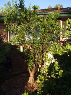 The Mandarine Tree