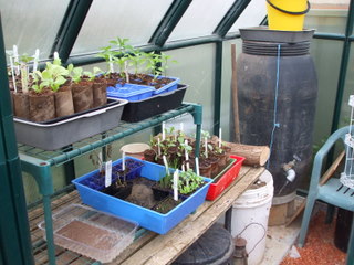 The Greenhouse - Inside