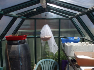Bread hanging up in the greenhouse to dry