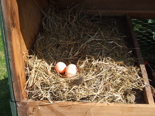 Plastic Eggs in the Chook Tractor Laying Area
