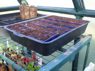 Cat litter tray masquerading as a capillary bed with punnets