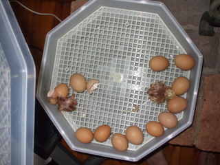 The chooks are hatching!