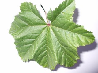 Mallow leaf