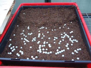 Seedling flat sown (too thinly) with blue boiler pea seeds