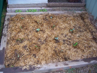 Close up of mulched bed