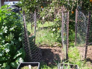 Potato Cage showing wire, star pickets and gate