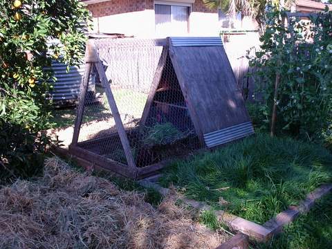 Original Chook Tractor in place over veggie bed