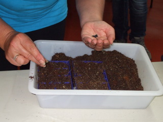 One of the group sowing seeds into the seed raising mix