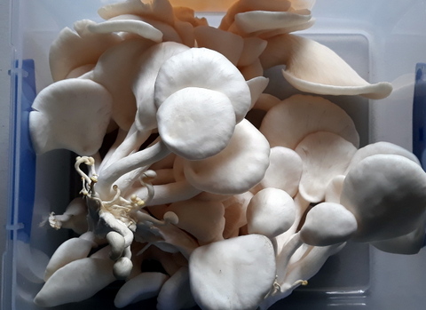 Plentiful harvest