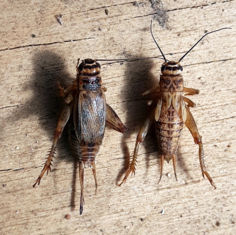 Female (L) and Male (R)